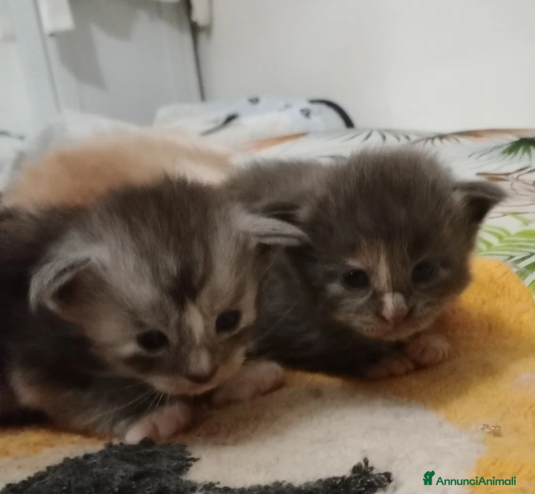 Maine Coon gatti in vendita: Maine coon cuccioli  - Annuncio 7
