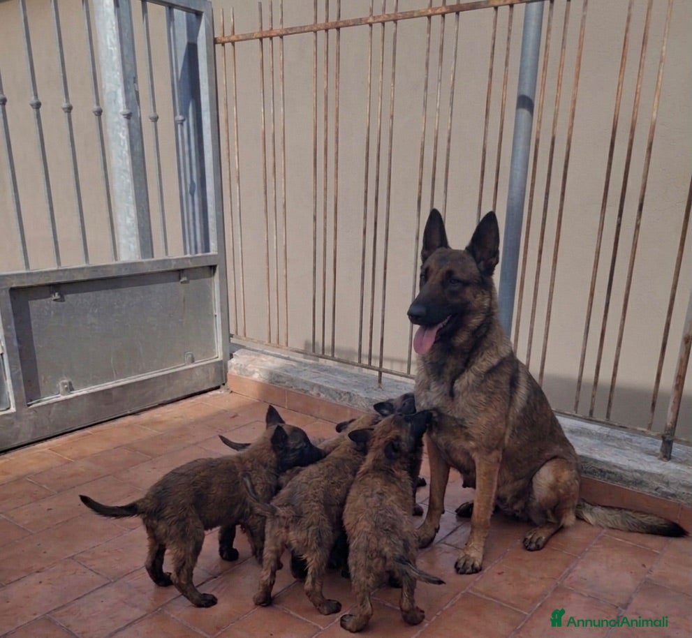Pastore Belga cani Cuccioli di Pastore Belga Malinois - Solo femmine - Annuncio 32