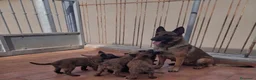 Pastore Belga cani in vendita: Cuccioli di Pastore Belga Malinois - Solo femmine a Provincia di Rimini - Annuncio 1