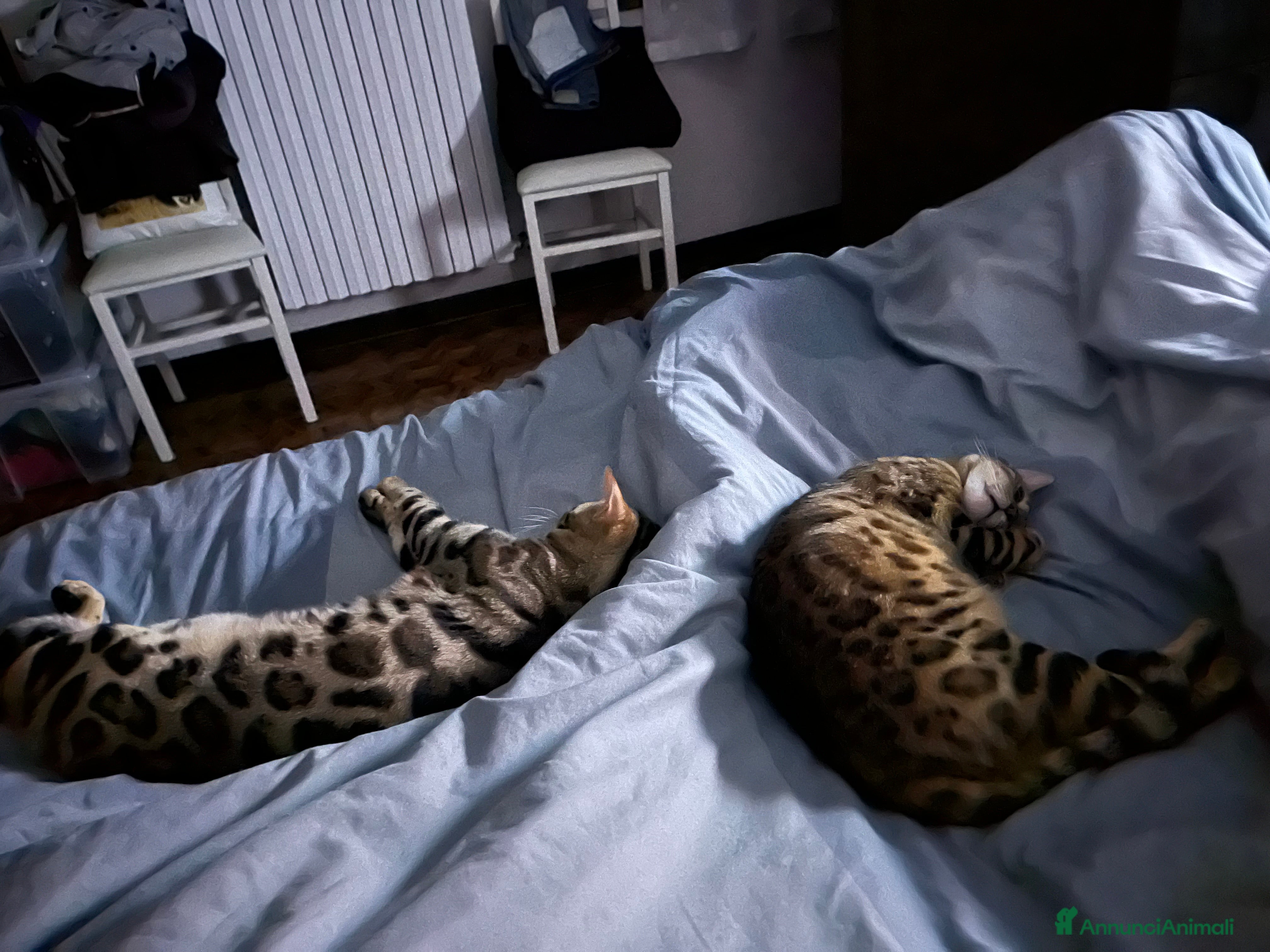 Bengala gatti Bengala maschietto per monta  - Annuncio 2