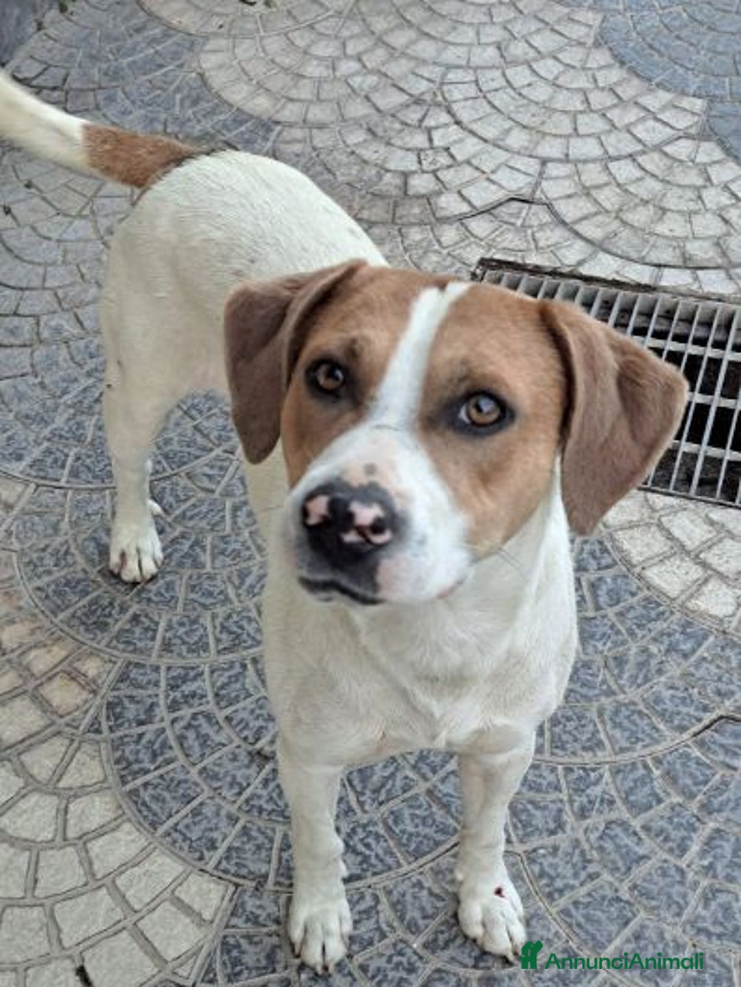 Meticcio cani in regalo: BEPPE un tenerone - ottimo carattere - Annuncio 2