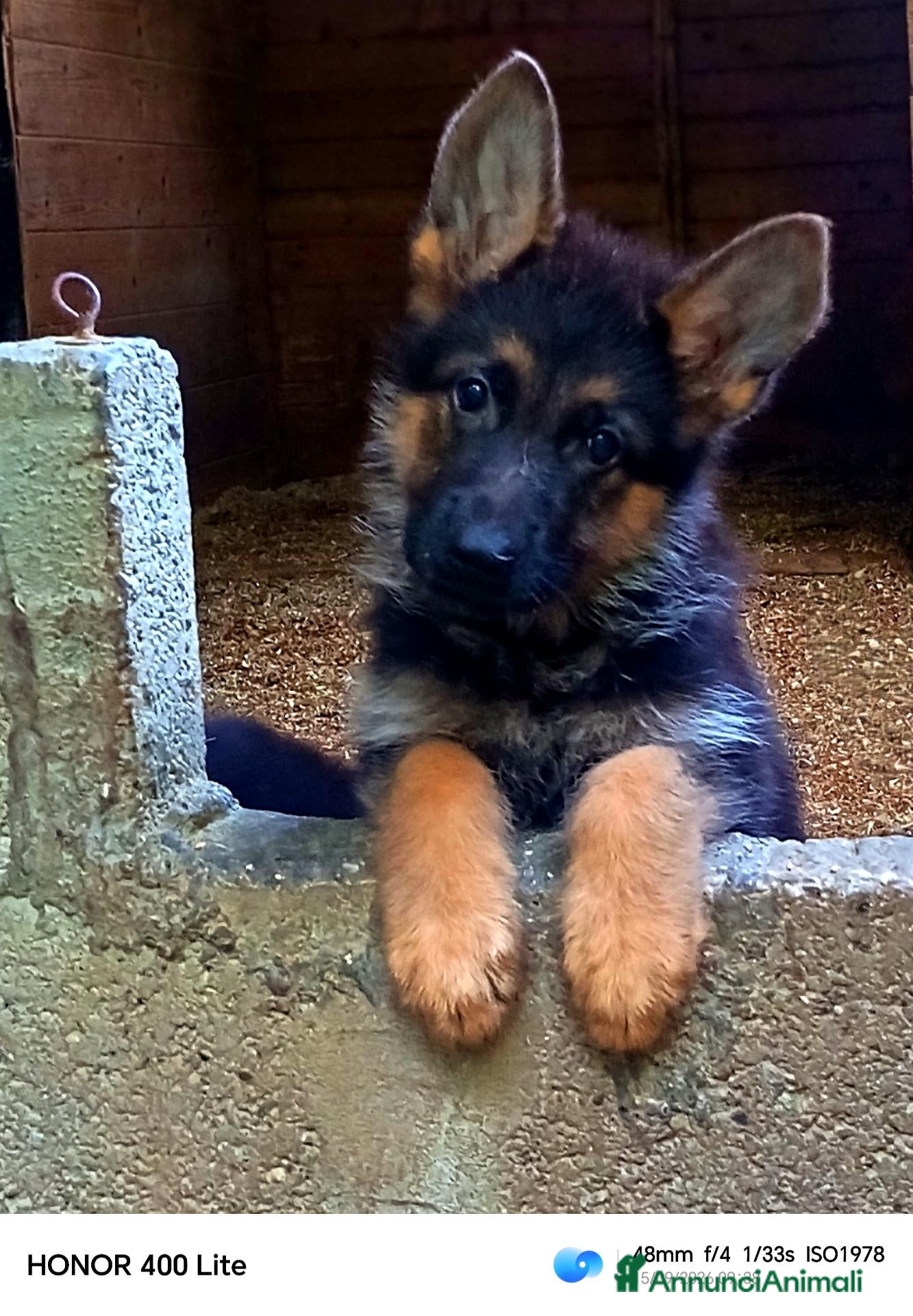 Pastore Tedesco cani Cuccioli di pastore tedesco  - Annuncio 18