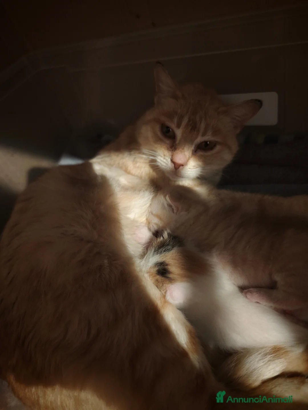 Meticcio gatti in regalo: Freija and baby - Annuncio 2