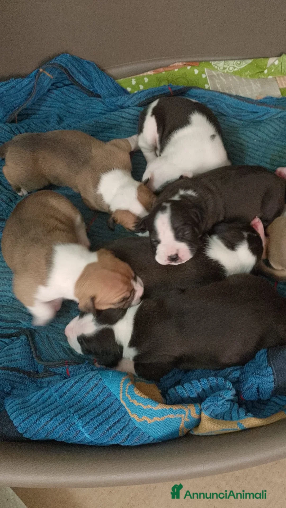 American Staffordshire cani in vendita: Cuccioli di amstaff - Annuncio 2