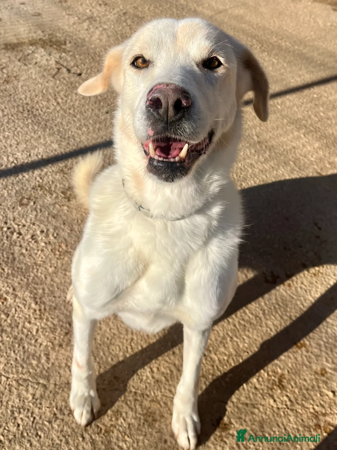 Meticcio cani in regalo: Adozione del cuore per stella. - Annuncio 4