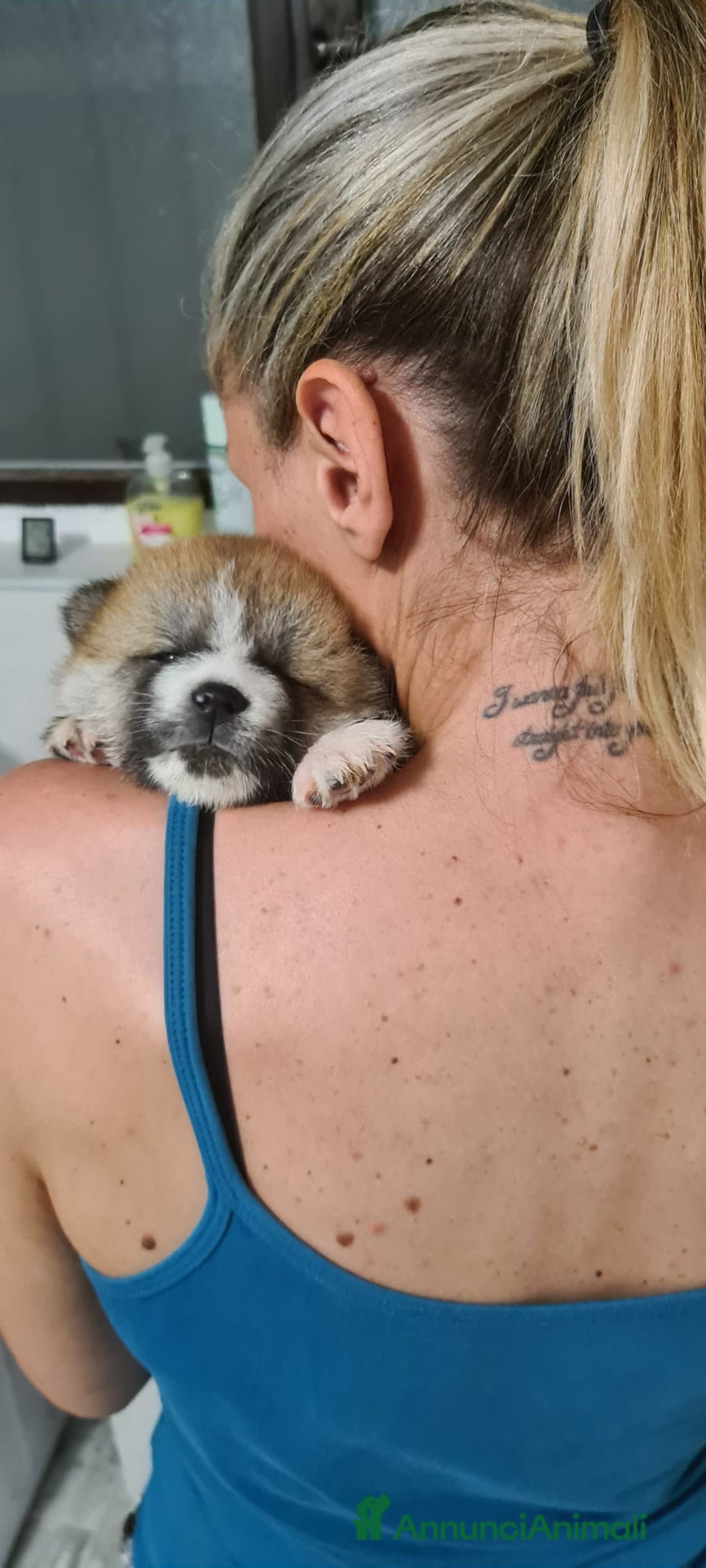 Akita Inu cani in vendita: Cuccioli di AKITA LOMBARDIA  - Annuncio 15