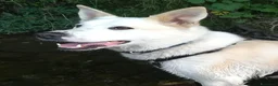 Meticcio cani in regalo: Camilla una dolcezza ,cerca casa - Annuncio 3
