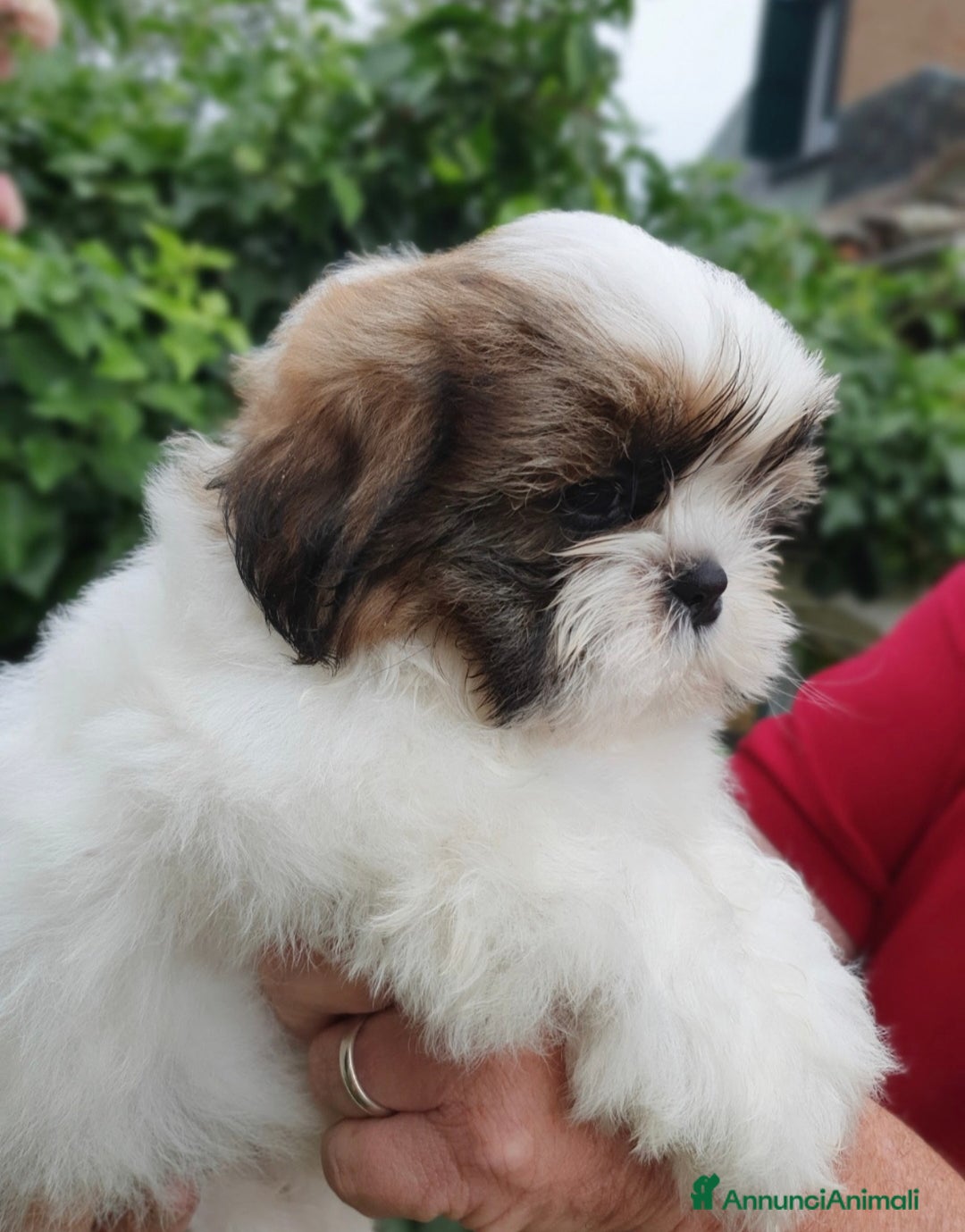 Shih Tzu cani in vendita: Cuccioli shih tzu - Annuncio 4