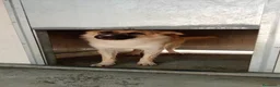 Meticcio cani in regalo: Sissi bellissima pastorina a pelo lungo a Città metropolitana di Milano - Annuncio 1