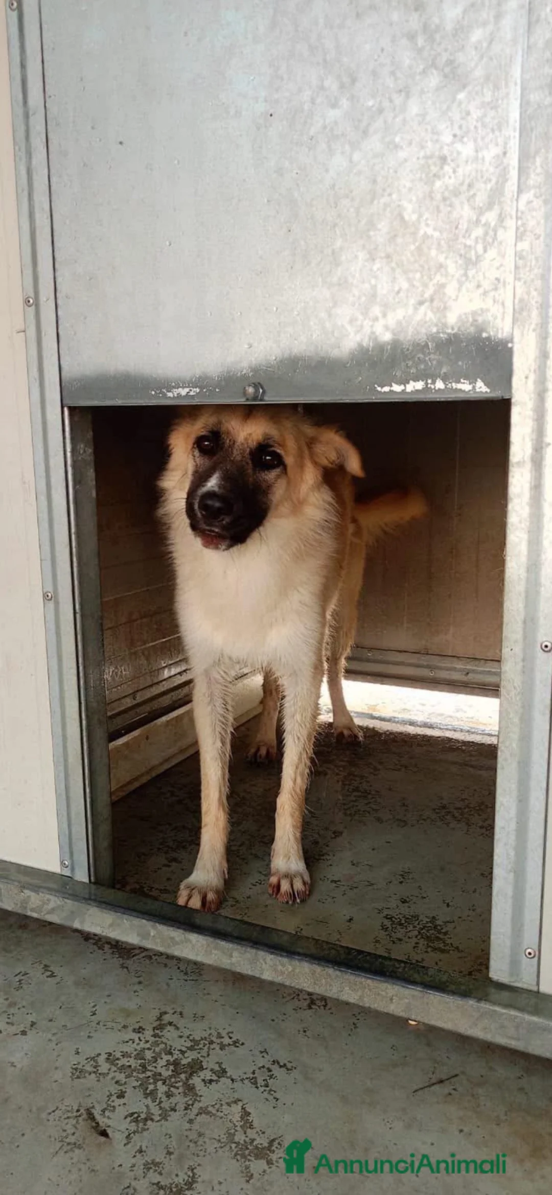 Meticcio cani in regalo: Sissi bellissima pastorina a pelo lungo a Città metropolitana di Milano - Annuncio 1