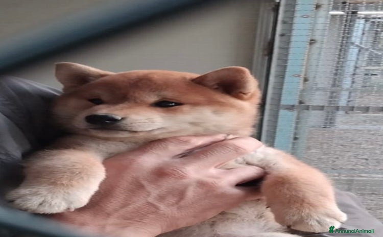Shiba Inu cani - Annuncio 3