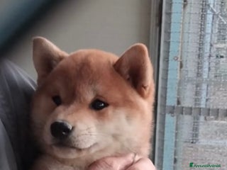 Shiba Inu cani Shiba inu , cuccioli disponibili - Annuncio 4