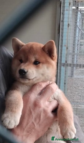 Shiba Inu cani - Annuncio 2