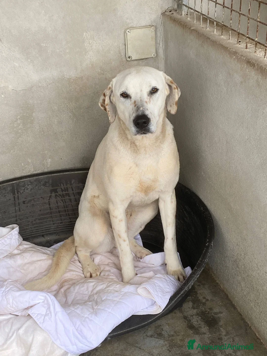 Meticcio cani in regalo: Lulù cagnolina dolcissima - Annuncio 1