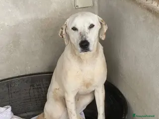 Meticcio cani Lulù cagnolina dolcissima - Annuncio 1