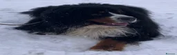 Bovaro del Bernese cani per accoppiamento: Bovaro del Bernese disponibile per accoppiamento a Città metropolitana di Roma Capitale - Annuncio 3