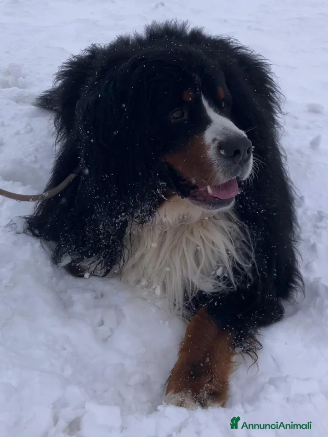 Bovaro del Bernese cani per accoppiamento: Bovaro del Bernese disponibile per accoppiamento a Città metropolitana di Roma Capitale - Annuncio 3
