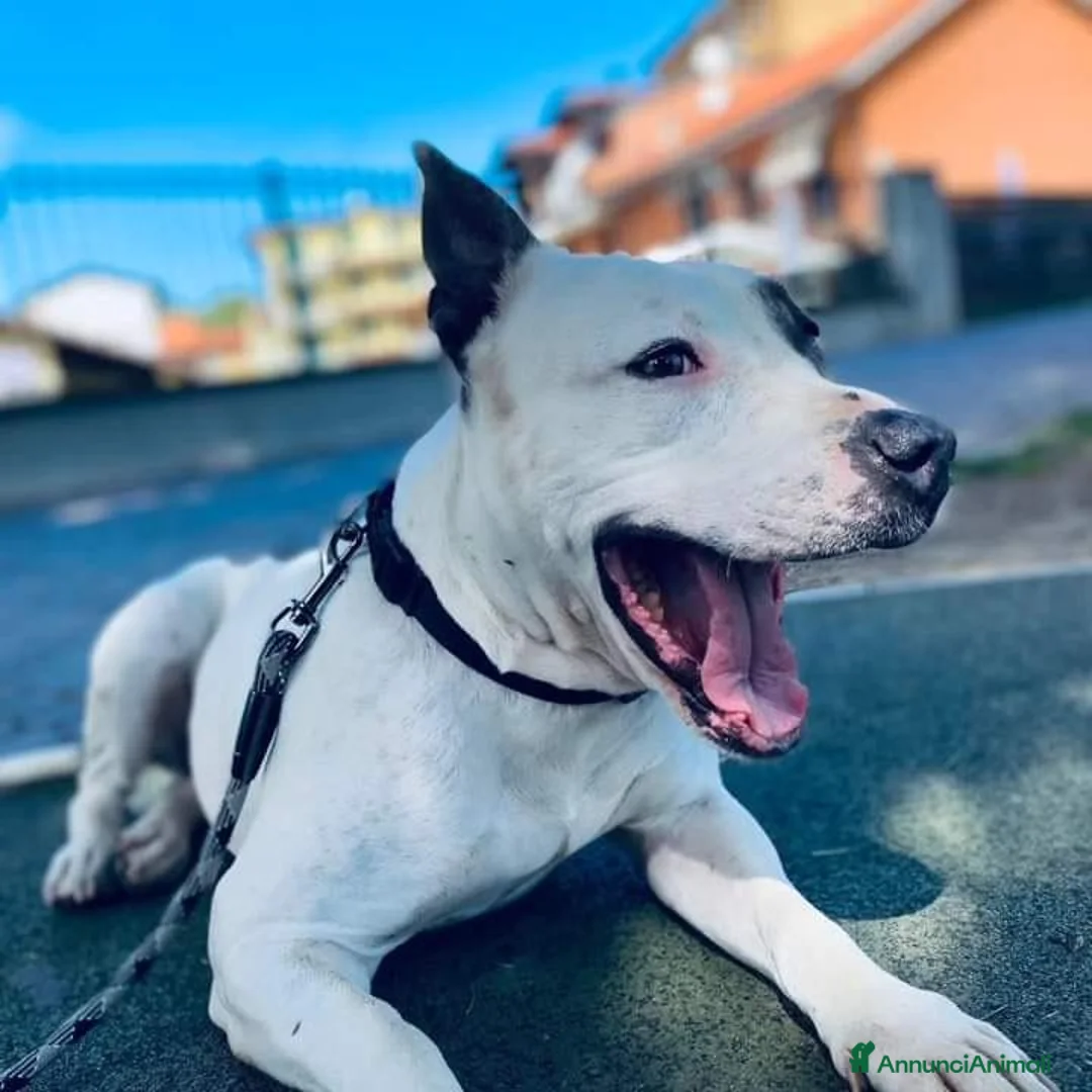 Altre razze cani in regalo: CAGNOLINA ANZIANA - Annuncio 2