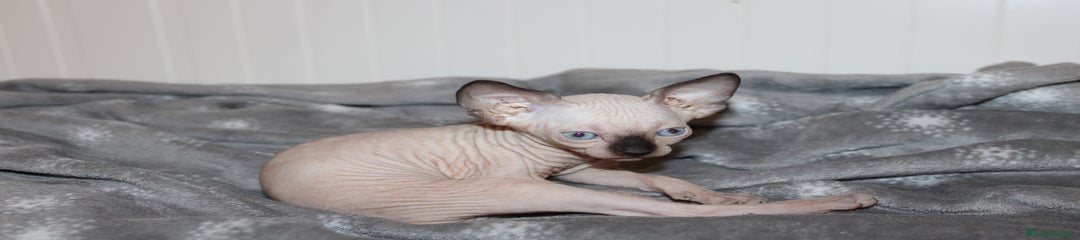 Sphynx Gattino 4