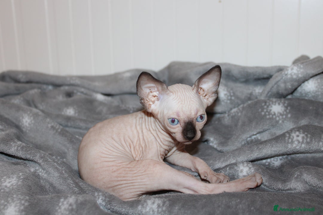 Sphynx gatti in vendita: Vendo cuccioli di sphynx a Provincia di Massa e Carrara - Immagine 9