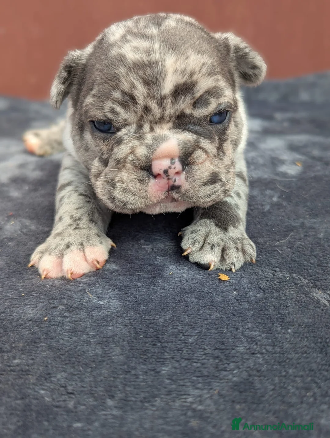 Bulldog Francese cani in vendita: Bulldog francesi esotici - Annuncio 2