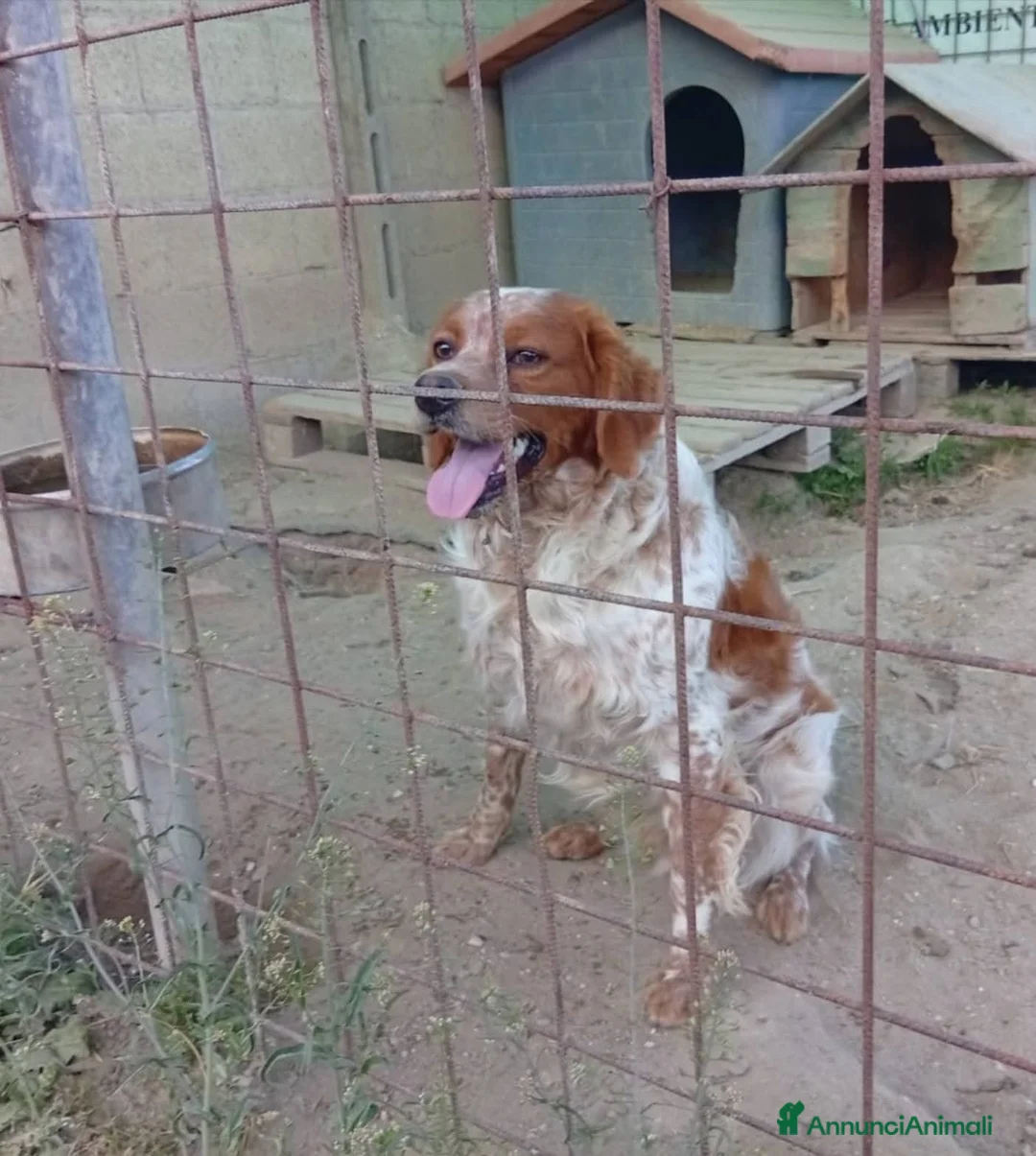 Breton cani in regalo: ADOZ.💔URGENTE!: vive nel fango di un box! - Annuncio 2