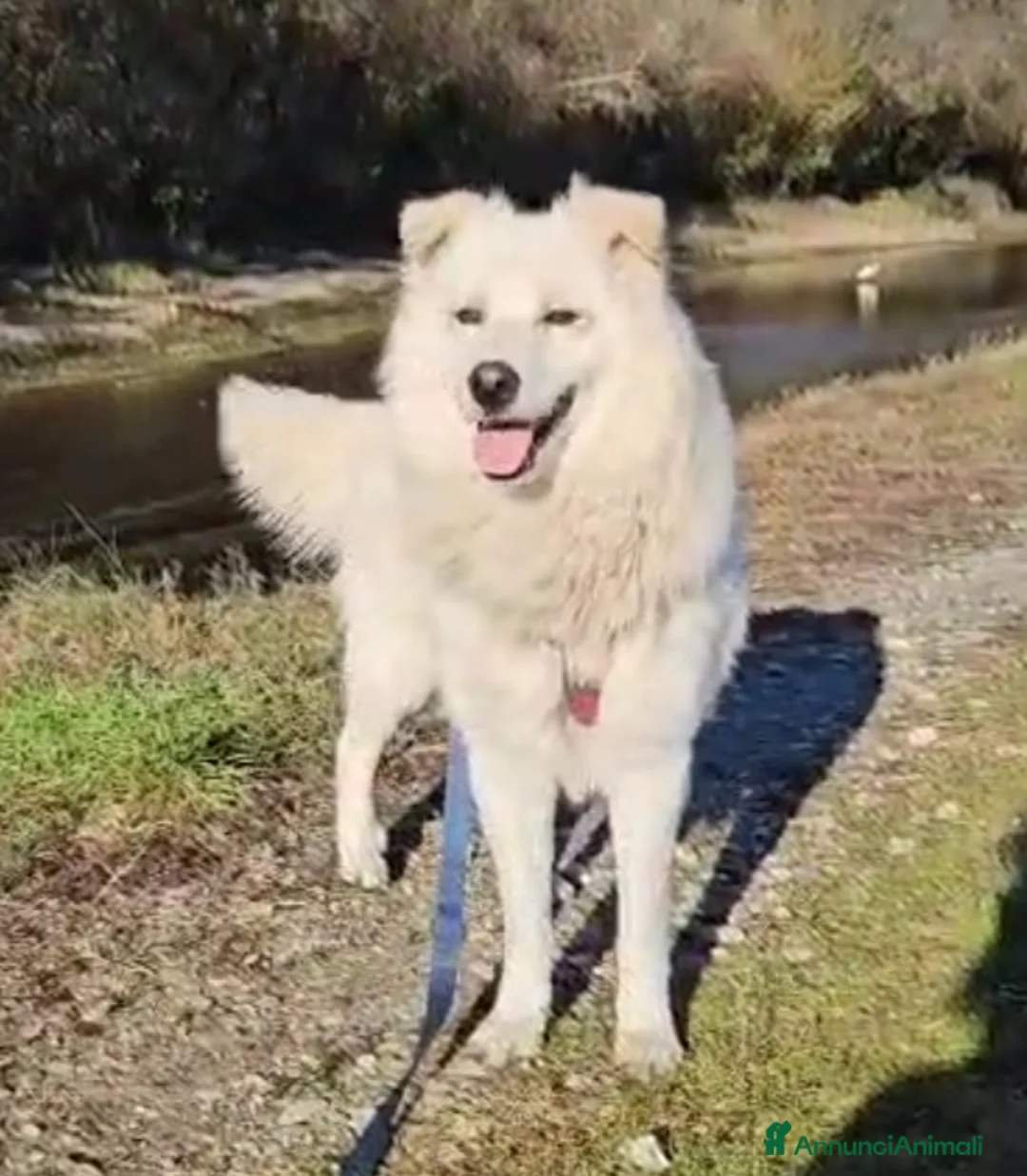 Meticcio cani in regalo: Bubu batuffolone splendido in box da 2anni!NOVARA a Città metropolitana di Milano - Annuncio 3