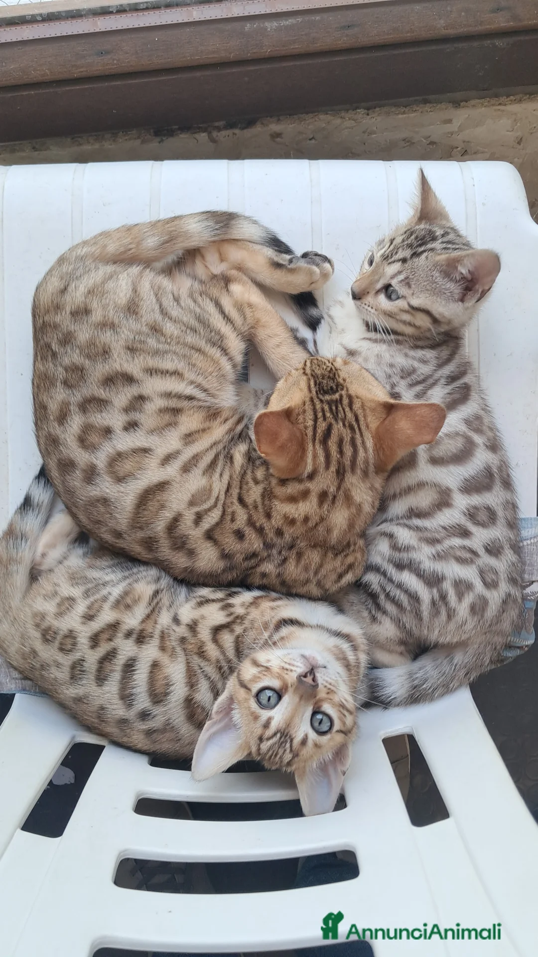 Bengala gatti in vendita: Cuccioli Bengala con pedegree a Provincia di Biella - Annuncio 2
