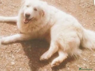 Pastore Maremmano cani Maremmano giovane vive in piccolo recinto.CALABRIA a Città metropolitana di Milano - Annuncio 11