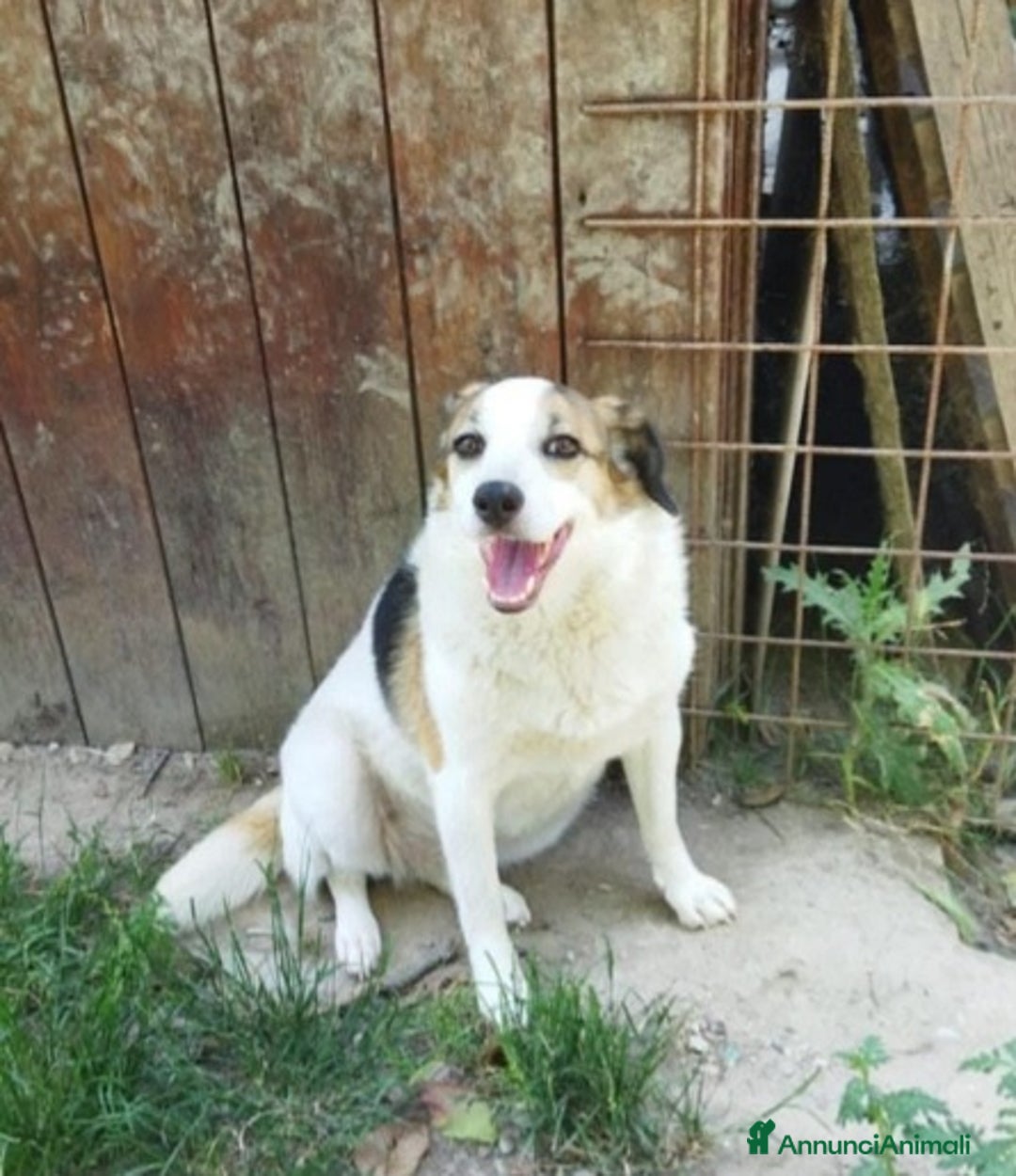 Meticcio cani in regalo: Ambra 6/7anni salita anni fa e rifiutata.  Bologna a Città metropolitana di Milano - Annuncio 6