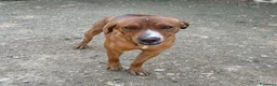 Meticcio cani in regalo: CORFU ASPETTA TE - Annuncio 3