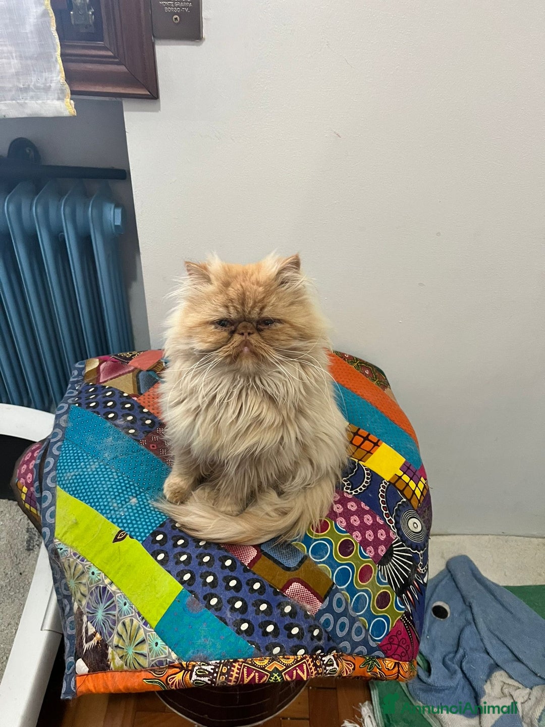 Persiano gatti in vendita: Gattina persiana  - Annuncio 3