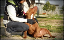 Pitbull cani in regalo: Pasha pit superbravo a Città metropolitana di Milano - Immagine 10