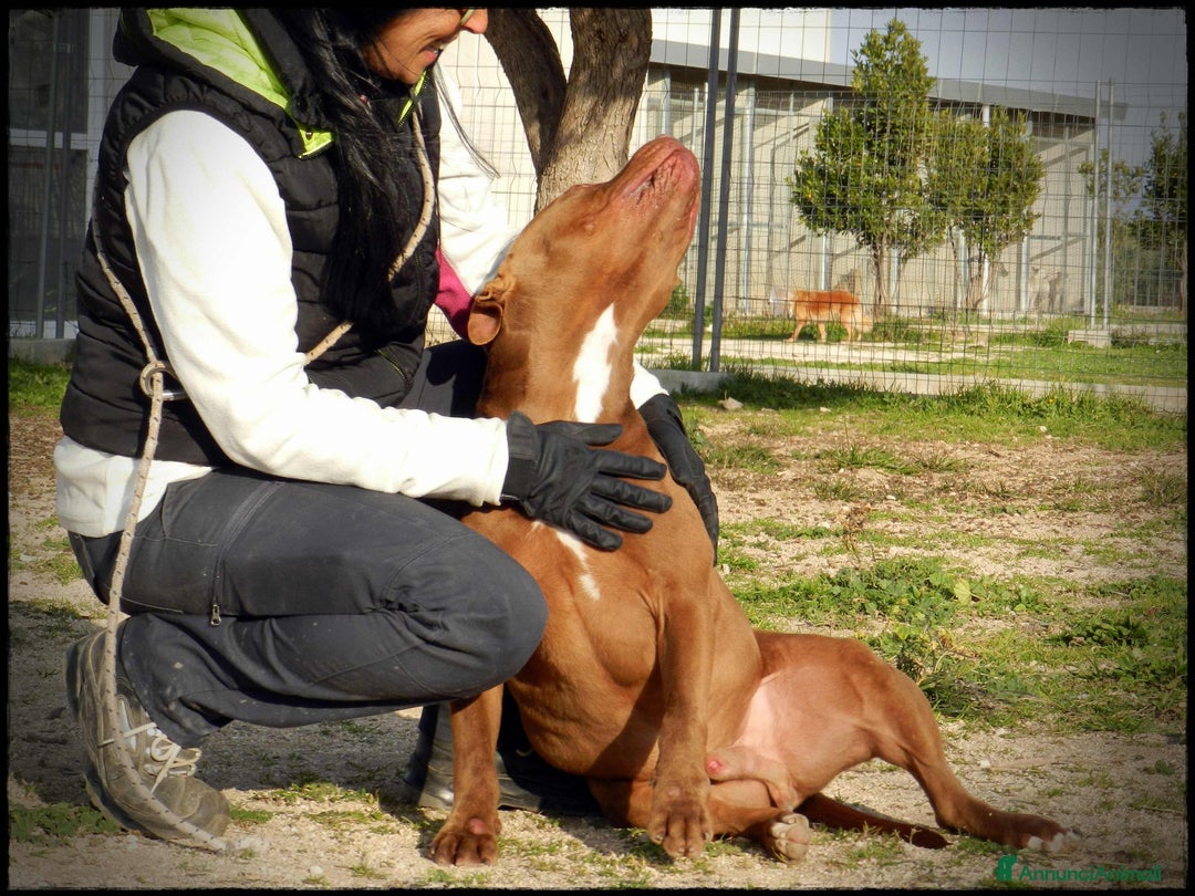Pitbull cani in regalo: Pasha pit superbravo a Città metropolitana di Milano - Immagine 10