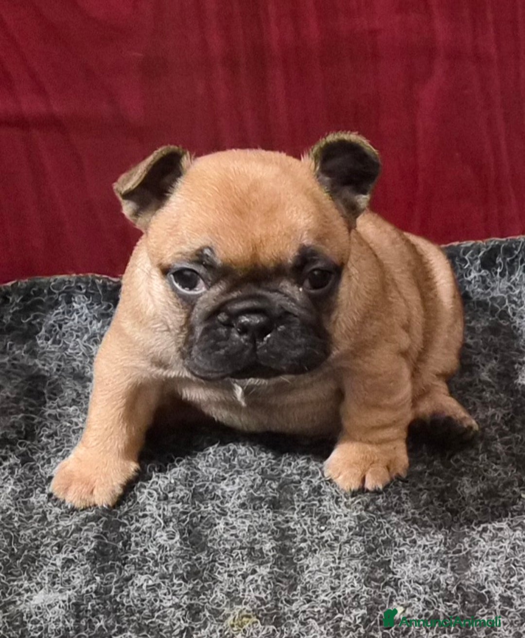 Bulldog Francese cani in vendita: Cucciola bulldog francese  - Annuncio 1