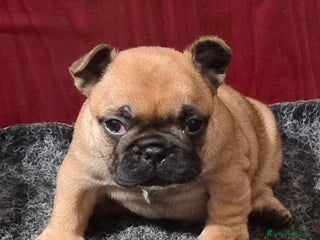 Bulldog Francese cani Cucciola bulldog francese - Annuncio 1