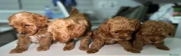 Maltipoo cani in vendita: Cuccioli di Maltipoo F1B a Città metropolitana di Milano - Annuncio 24