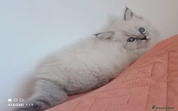 Siberiano gatti in vendita: Cuccioli siberiani  - Annuncio 7