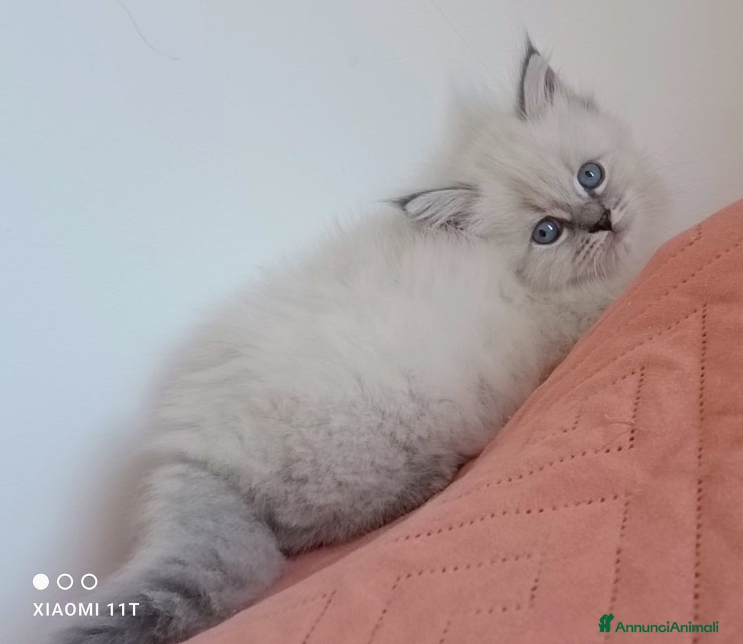 Siberiano gatti in vendita: Cuccioli siberiani  - Annuncio 7