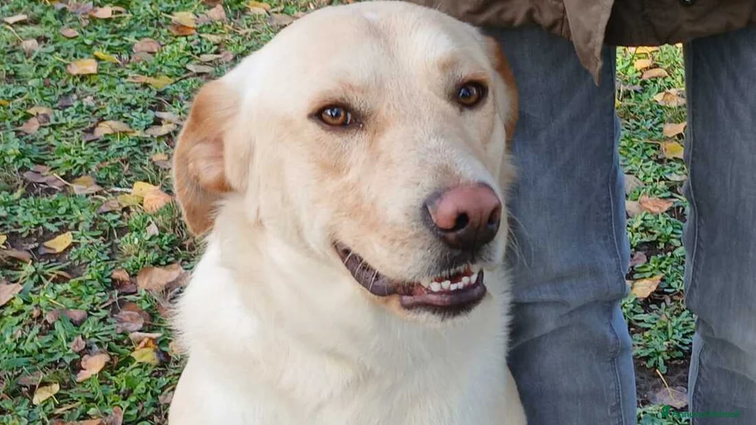 Meticcio cani in regalo: CESARE INC. LABRADOR TI STA ASPETTANDO - Annuncio 4