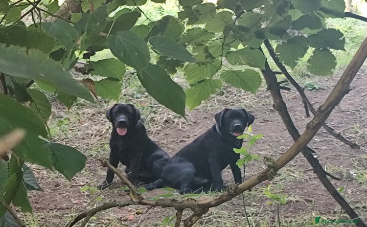 Labrador cani Labrador  - Annuncio 3
