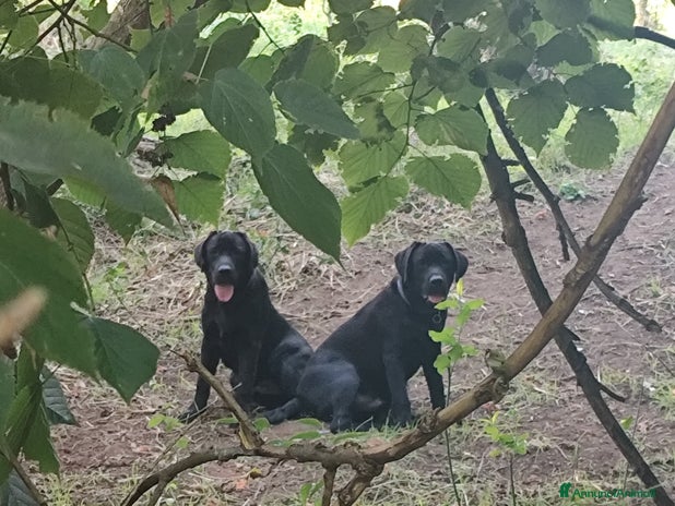 Labrador cani - Annuncio 2