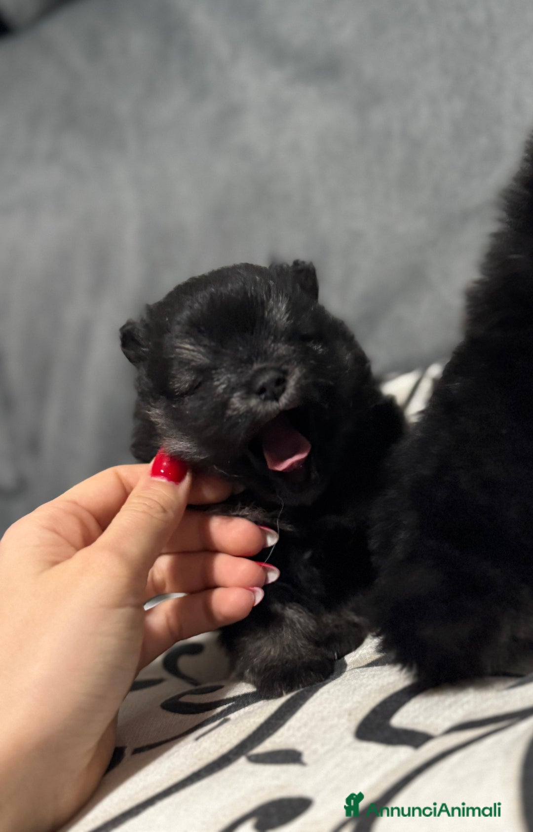 Volpino Pomerania cani in vendita: Volpino pomerania - Annuncio 3