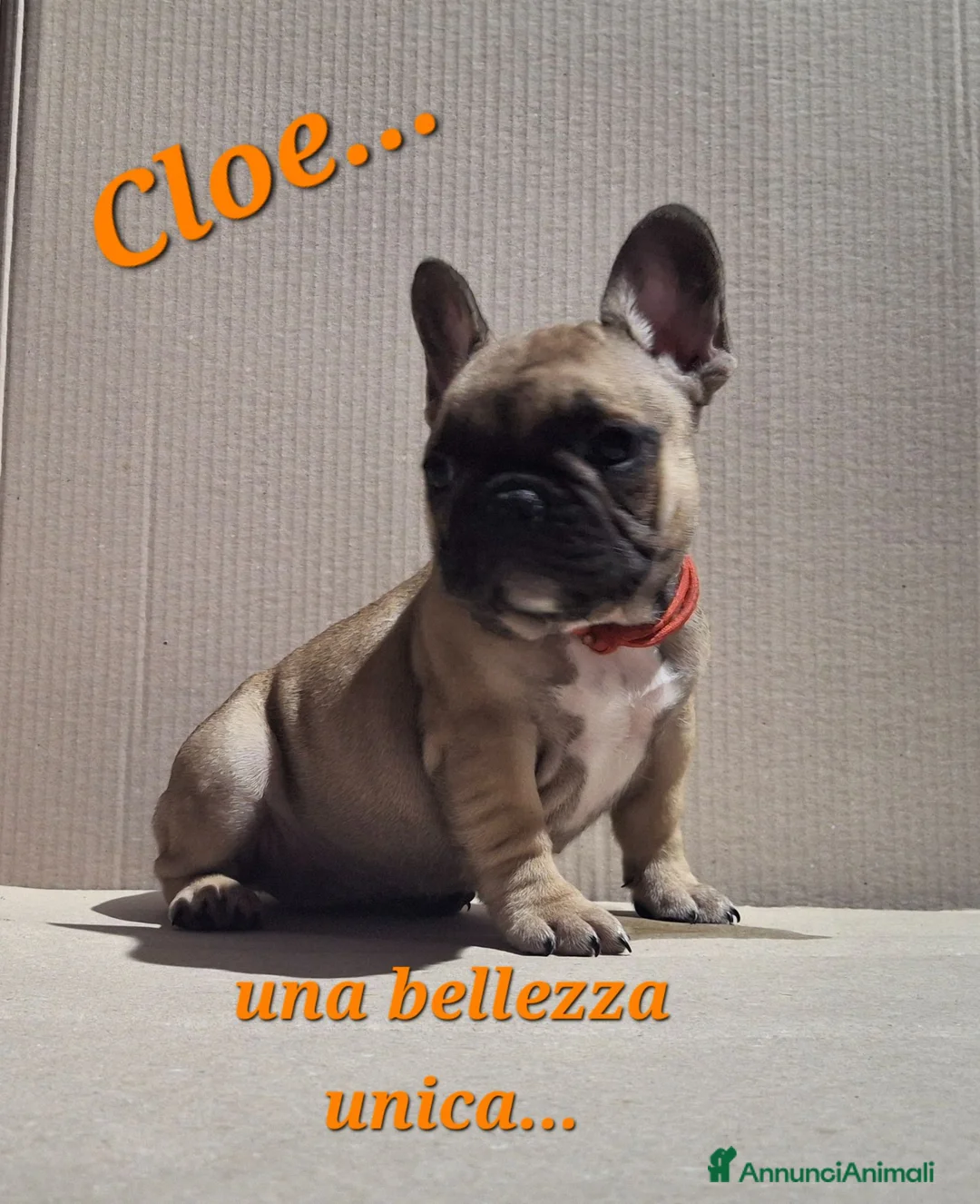 Bulldog Francese cani in vendita: Cuccioli di Bulldog francese a Provincia di Salerno - Annuncio 2