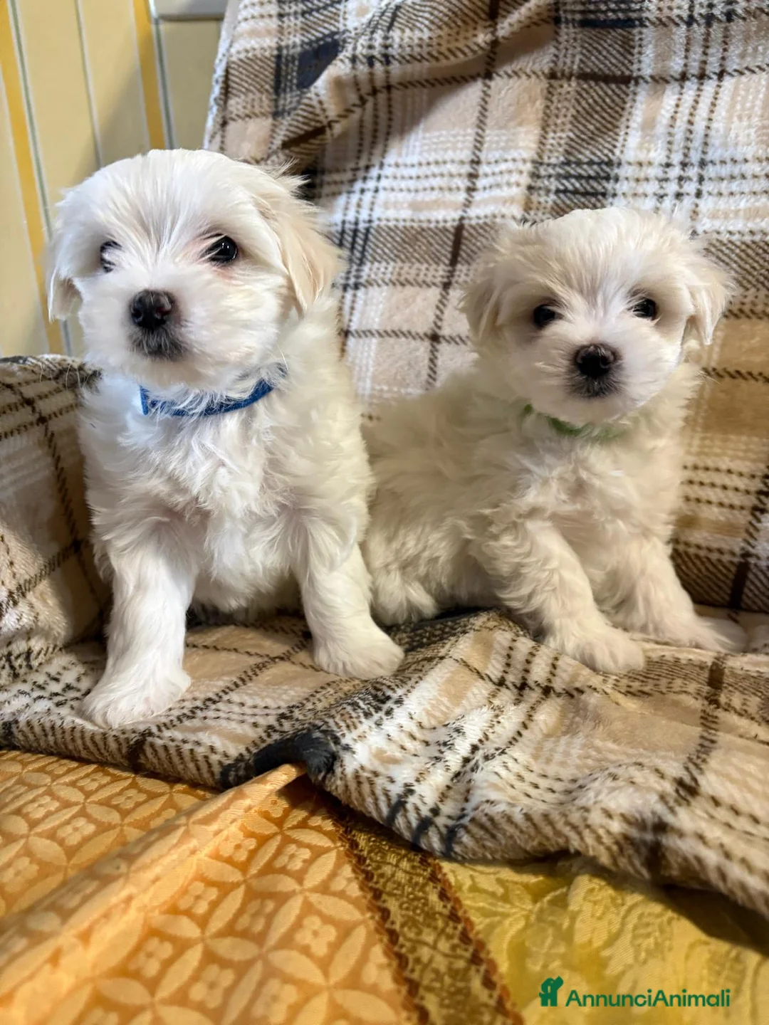 Maltese cani in vendita: Cedo cuccioli di razza Maltese  - Annuncio 1