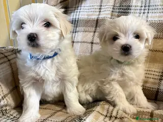 Maltese cani Cedo cuccioli di razza Maltese - Annuncio 3