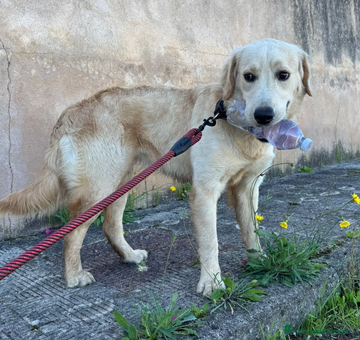 Labrador cani NUVOLA LABRADORINA MERAVIGLIOSA  - Annuncio 3