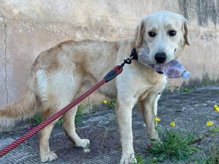 Labrador cani NUVOLA LABRADORINA MERAVIGLIOSA - Annuncio 3