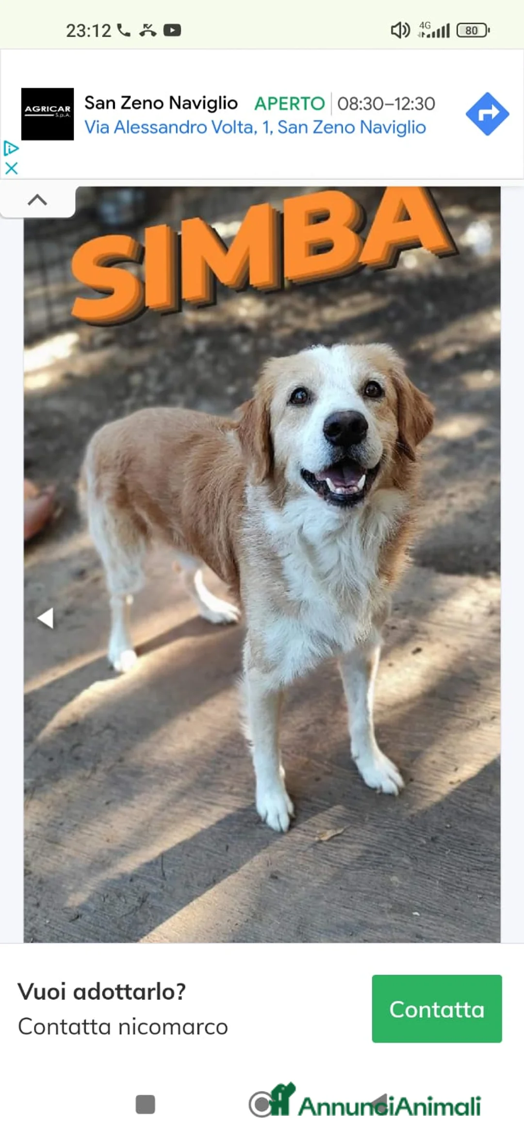 Meticcio cani in regalo: Lo splendido Simba aspetta la sua famiglia a Provincia di Savona - Annuncio 2