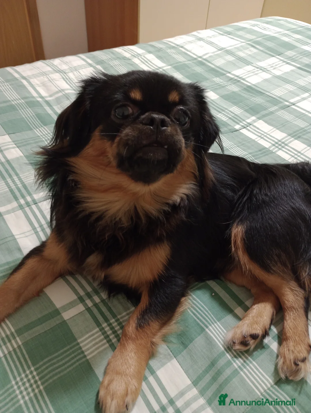 Tibetan Spaniel cani in vendita: Cucciolo di Tibetan spaniel  - Annuncio 5